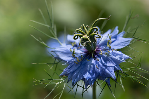 Blue cornflower close-up. Floral background with place for text for postcard, cover, calendar.