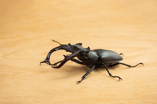 Macro shot of stag beetle (Lucanus cervus) on the wooden background during sunny day. Endangered species of giant stag beetle