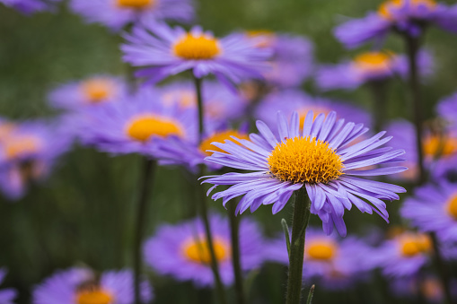 Purple daisy on white background.Similar pictures:
