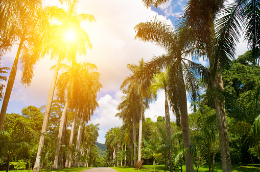 Palm tree alley in Royal Botanic King Gardens. Peradeniya. Kandy. Sri Lanka.