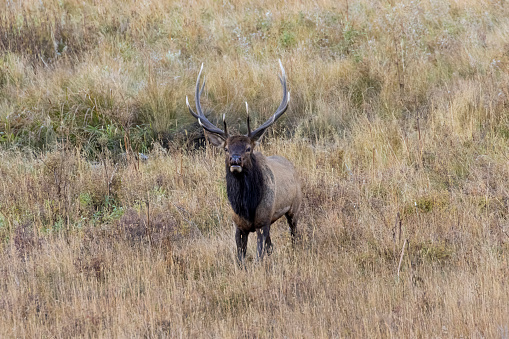 Elk herd in Rocky Mountain National Park in autumn