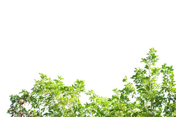 istock Tropical tree with leaves branches on white isolated background for green foliage backdrop 1499274893