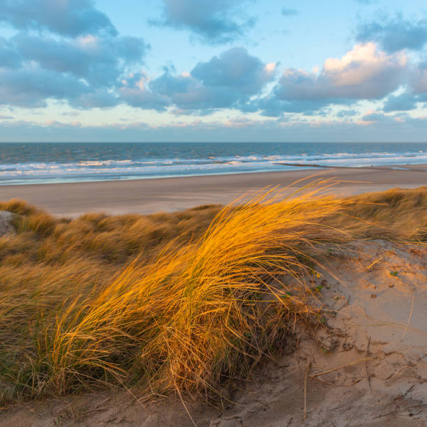 istock Sand Dunes Sunset, Oostende, Belgium 1499275024
