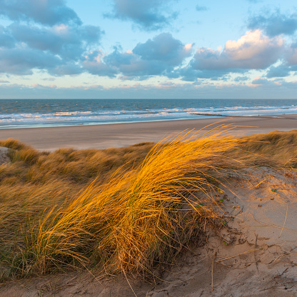 Wind blowing through sand dune grass with blur motion at sunset by North Sea beach of Oostende, West Flanders, Belgium.