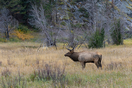 Elk herd in Rocky Mountain National Park in autumn