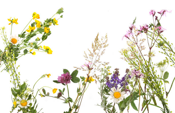 istock Flowering wild grass and herbs isolated on white background. 1499275626