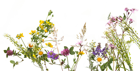 Border of meadow flowers wildflowers and plants, Lotus, Chamomile, Clover.