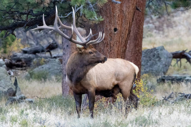 rebaño elk - ciervo de américa del norte fotografías e imágenes de stock