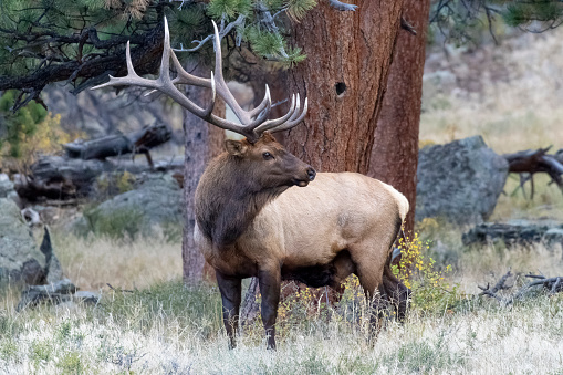 Elk herd in Rocky Mountain National Park in autumn