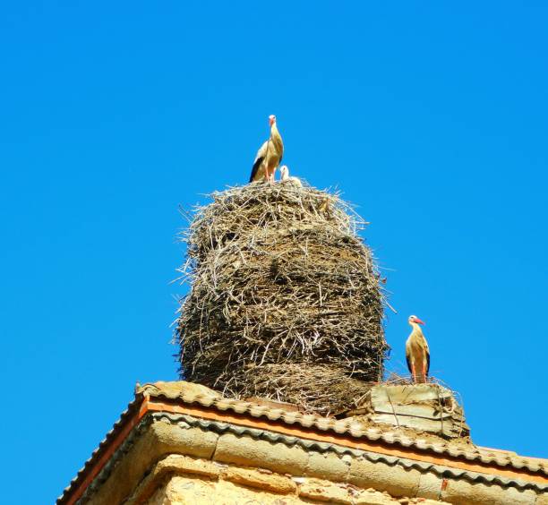 istock stork in the nest in a church 1499276237