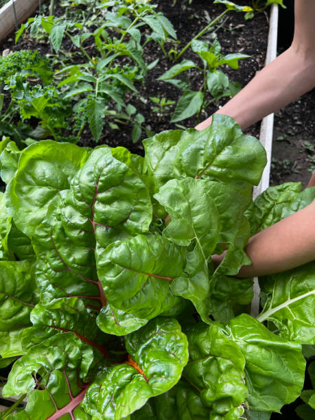 istock Swiss Chard in Vegetable Garden 1499277408