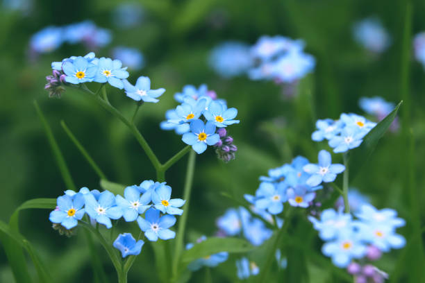Bright blue flowers close up are on green grass. Blossom blue flowers. Forget me not. stock photo