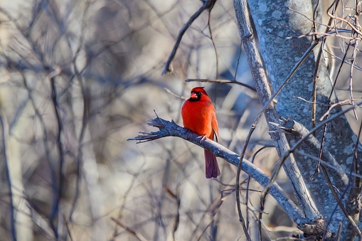 A vibrant Northern Cardinal perched atop a barren branch tree branch