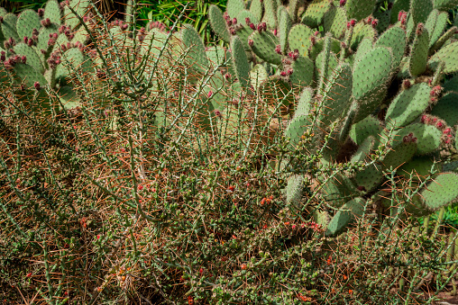 Cactus Garden with a multitude of different cactus plants