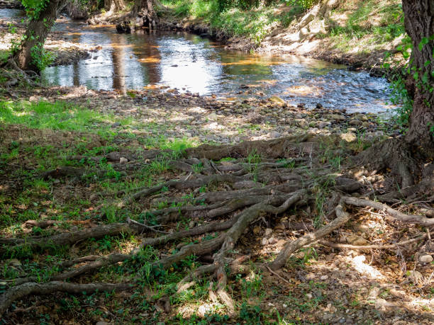 raíces de un árbol que crece junto a un arroyo. - stream waterfall abstract river fotografías e imágenes de stock