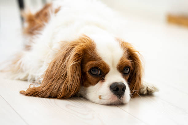istock Cute dog lying on the floor at home 1499281352