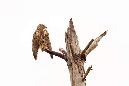 Hawk, perched in a dead pine tree drying it's feathers after the rain
