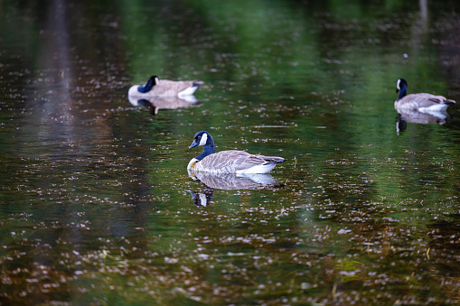 Duck on pond
