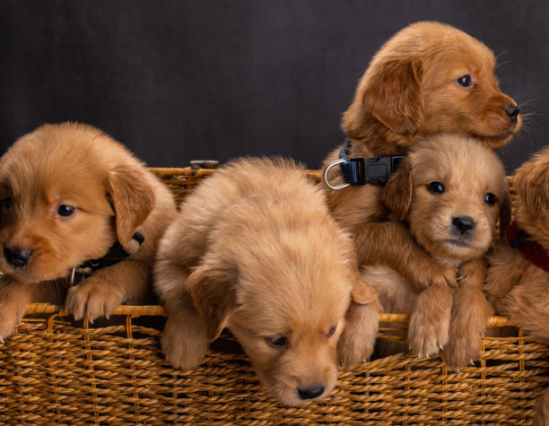 istock golden retriever in basket 1499287745
