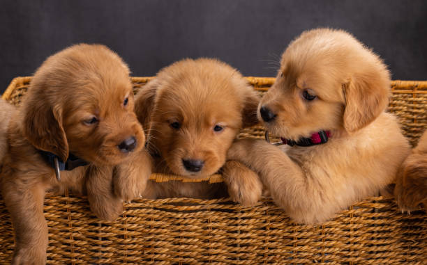 istock Golden retriever in basket 1499287767