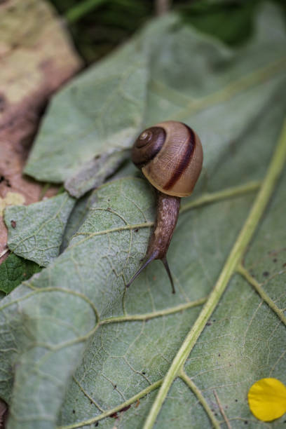 istock Snail on a green leaf in the garden 1499287882