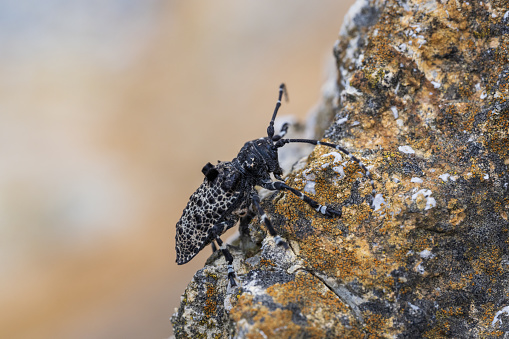 a barbel beetle on a rock in the mountains