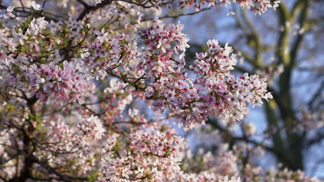 Blooming Whitebuds In Spring
