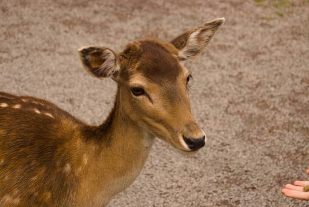istock Young deer looking curiously at a small hand reaching out to make contact 1499289631