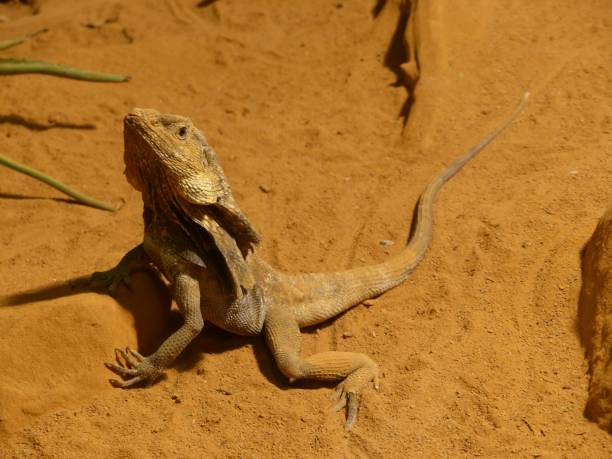 istock Frilled-neck lizard standing atop a sandy surface, with its head raised 1499289646
