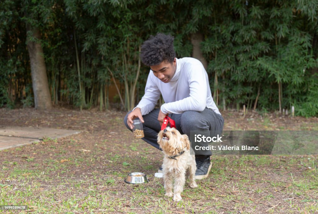 young man with pet playing outdoors young man with Yorkshire 20-24 Years Stock Photo