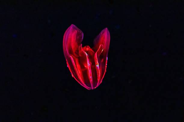 a red jellyfish on a black background