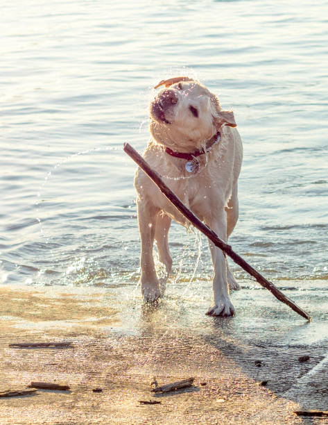 istock Yellow labrador shaking the water off 1499290505