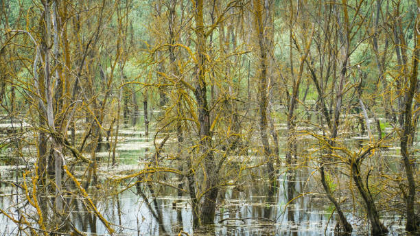 istock Forest landscape. Misty forest view. Dead trees and swamp in a spooky forest. 1499292027