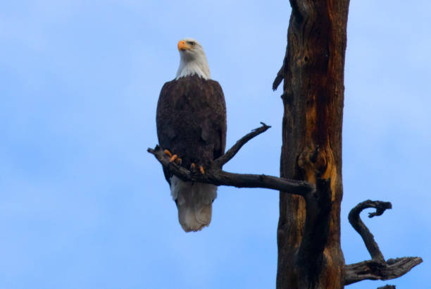 istock Bald Eagles at Eleven Mile Canyon 1499292208
