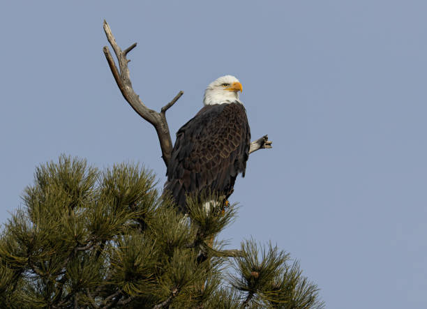 istock Bald Eagles at Eleven Mile Canyon 1499292599