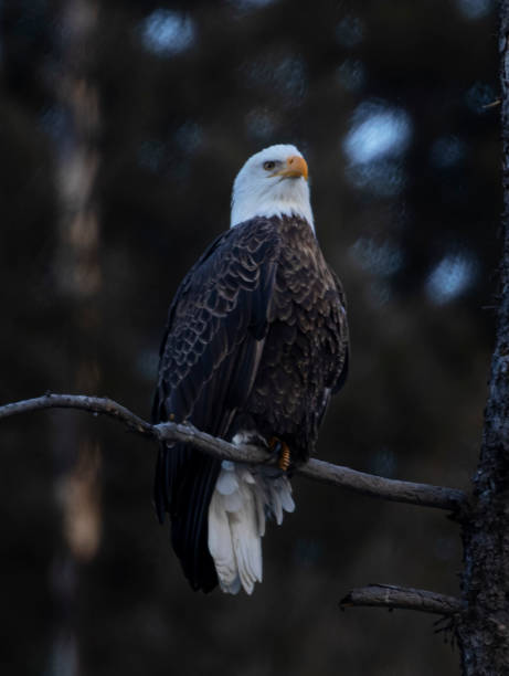 istock Bald Eagles at Eleven Mile Canyon 1499293250
