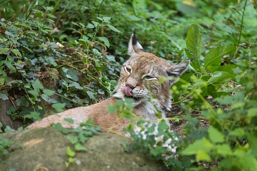 Close-up of a resting Lynx, Zoological Garden of Pistoia, Tuscany, Italy, Europe