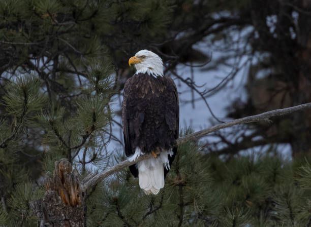istock Bald Eagles at Eleven Mile Canyon 1499295276