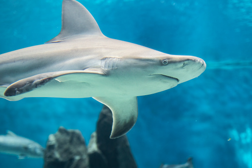 Shark close-up of the Genoa Aquarium, Liguria, Italy, Europe