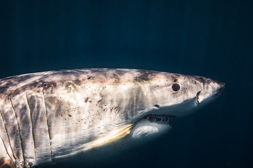 Close up of large Great White Shark swimming past side on view. Photographed in South Australia while cage diving.