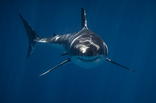 Frente en la toma del siniestro Gran Tiburón Blanco nadando directamente a la cámara photo