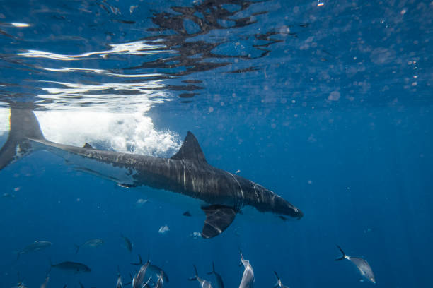 istock Large Great White Shark swimming past side on view 1499299445