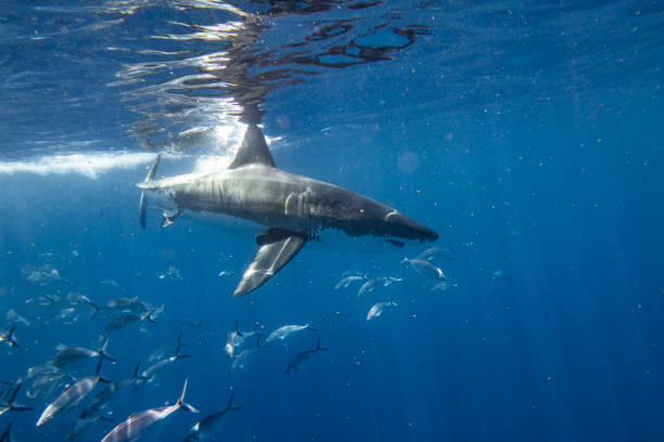 istock Large Great White Shark swimming past side on view 1499299447
