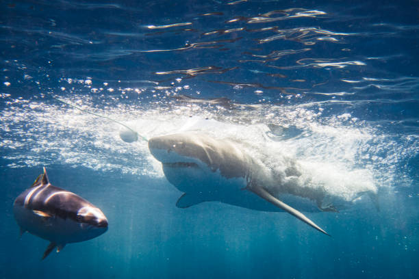 istock Great White Shark attack while feeding on fishing bait 1499299465