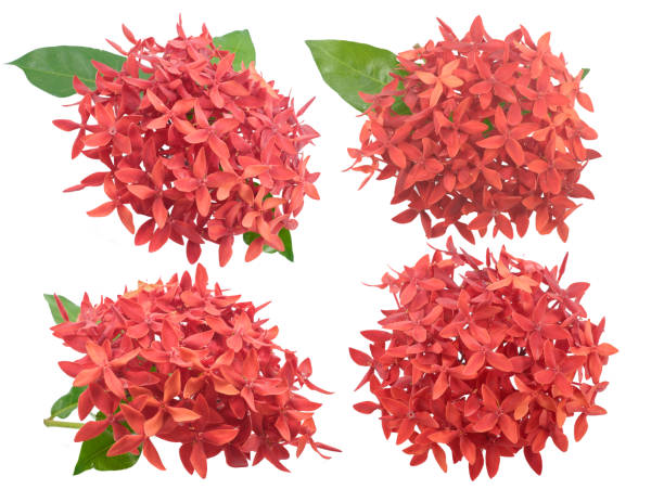 istock Ixora flower isolated on white background 1499299482