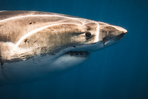Close up of curious Great White Shark swimming past showing teeth. Photographed in South Australia while cage diving.