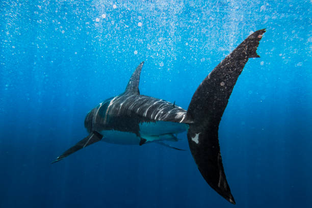 istock Great White Shark swimming away in bright clear blue water 1499299506