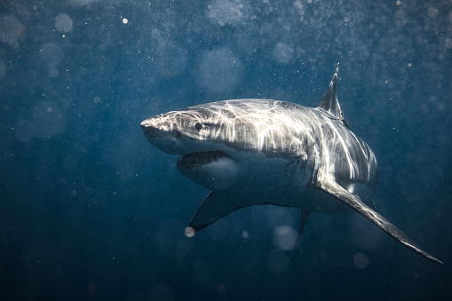 Front on shot of ominous looking Great White Shark smiling at camera. Photographed in South Australia while cage diving.