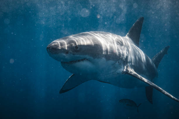 istock Front on shot of ominous looking Great White Shark smiling at camera 1499299518