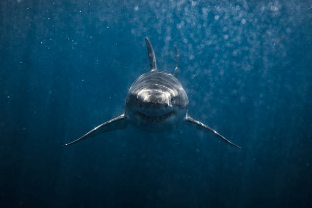 istock Front on shot of ominous looking Great White Shark smiling at camera 1499299529